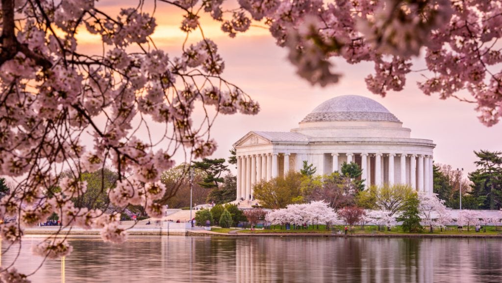 The Jefferson Memorial in Washington DC at the tidal basin surrounded by pink cherry blossoms