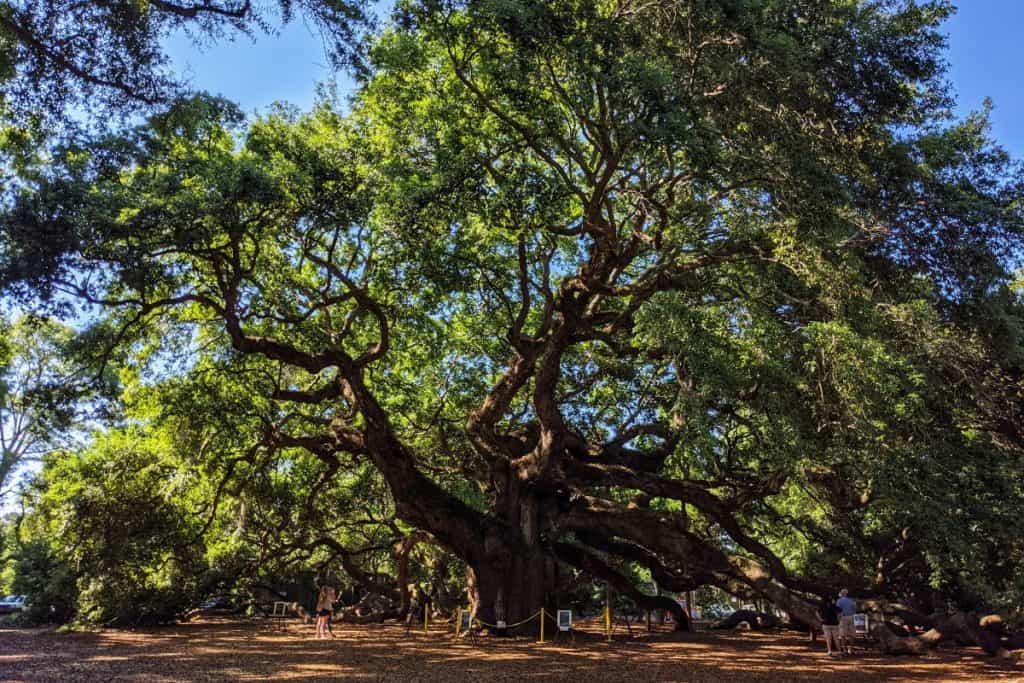 Very large and old oak tree