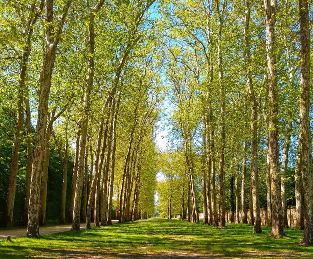 The Park at Versailles