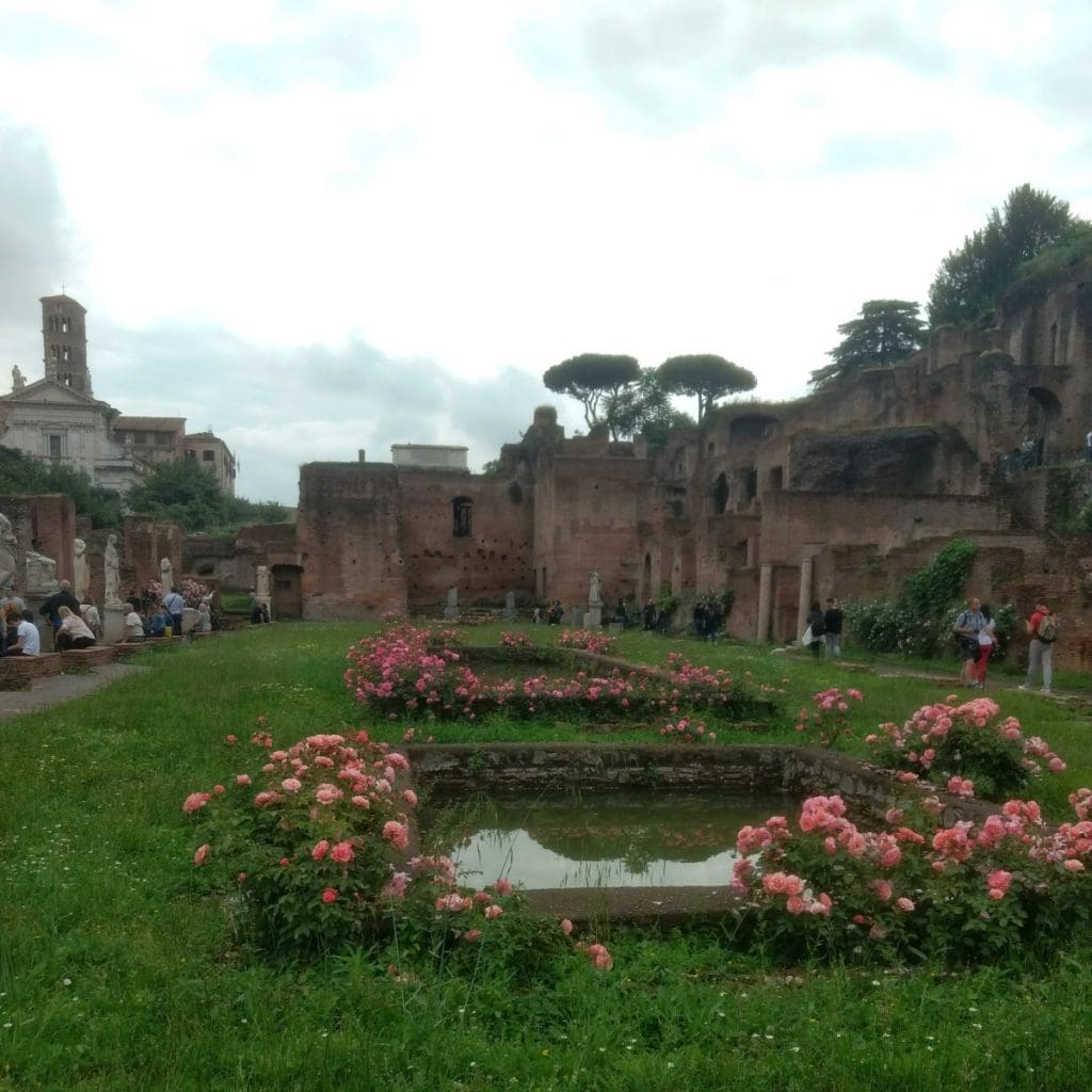 pink roses blooming in the Roman Forum
