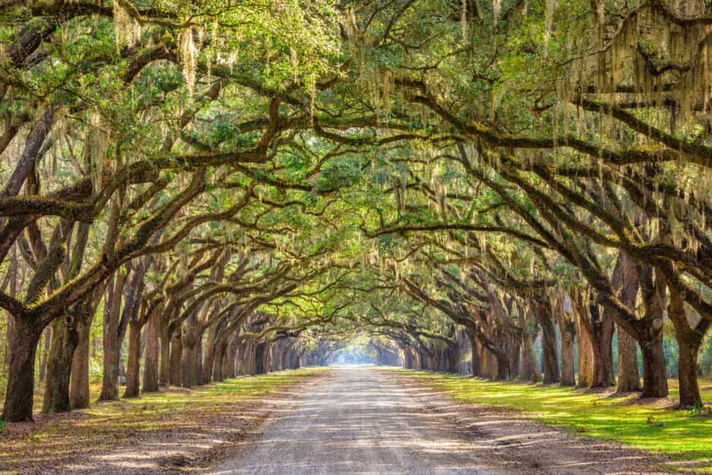 Savannah, Georgia, historic oak tree lined dirt road.