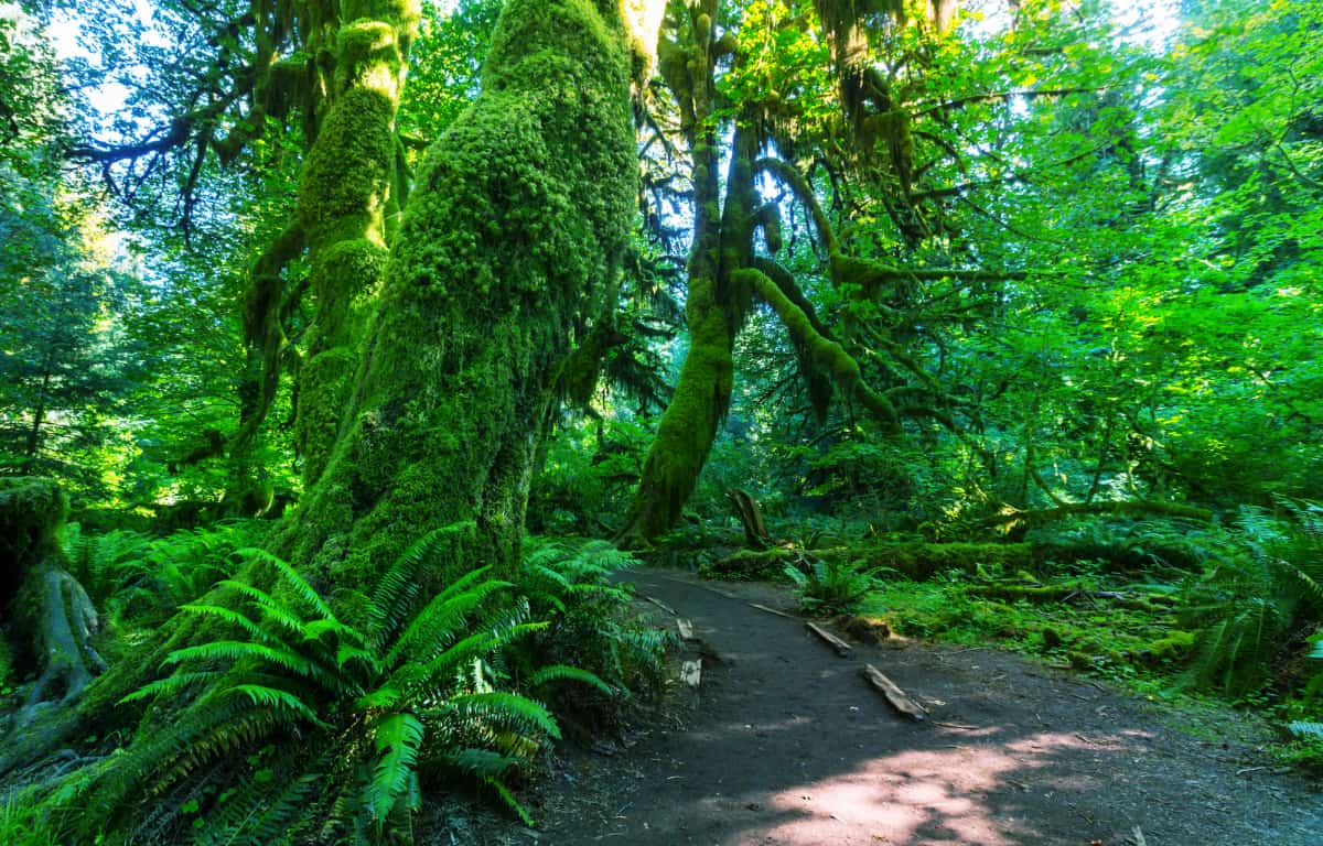 Green forest in Olympic National Park in Washington State