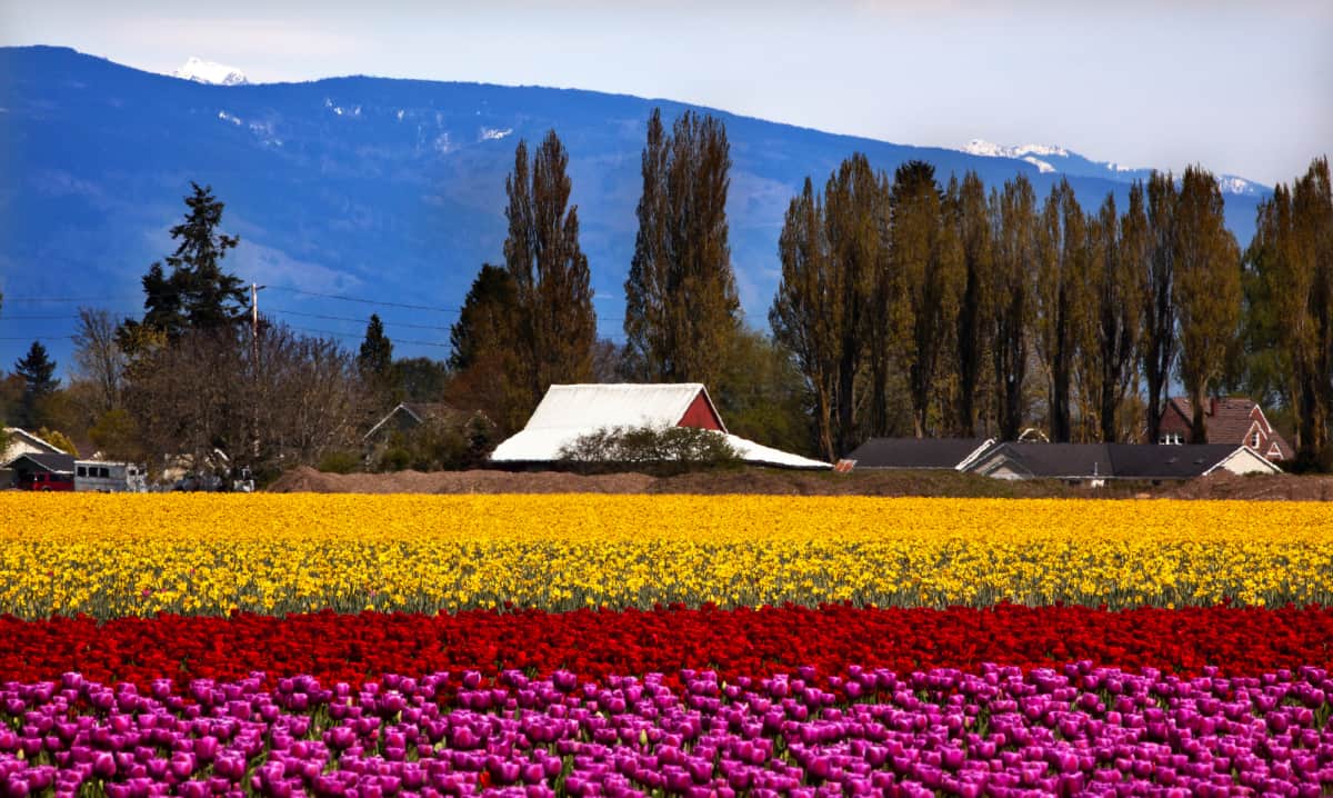Fields of tulips in Washington State