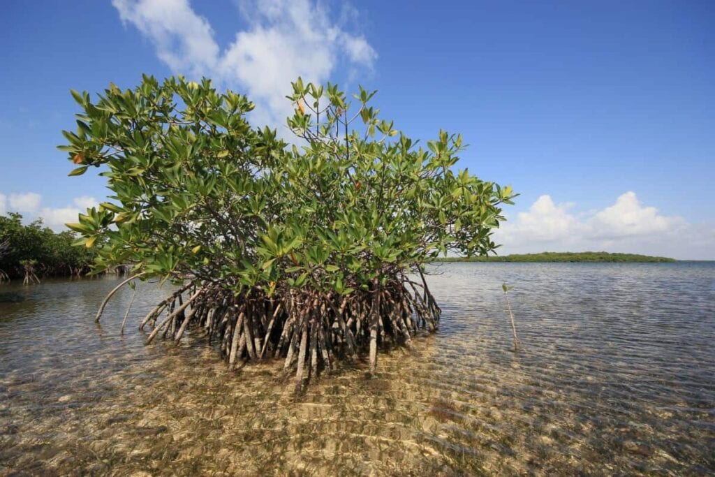 vegetation growing in shallow water in Biscayne National Park