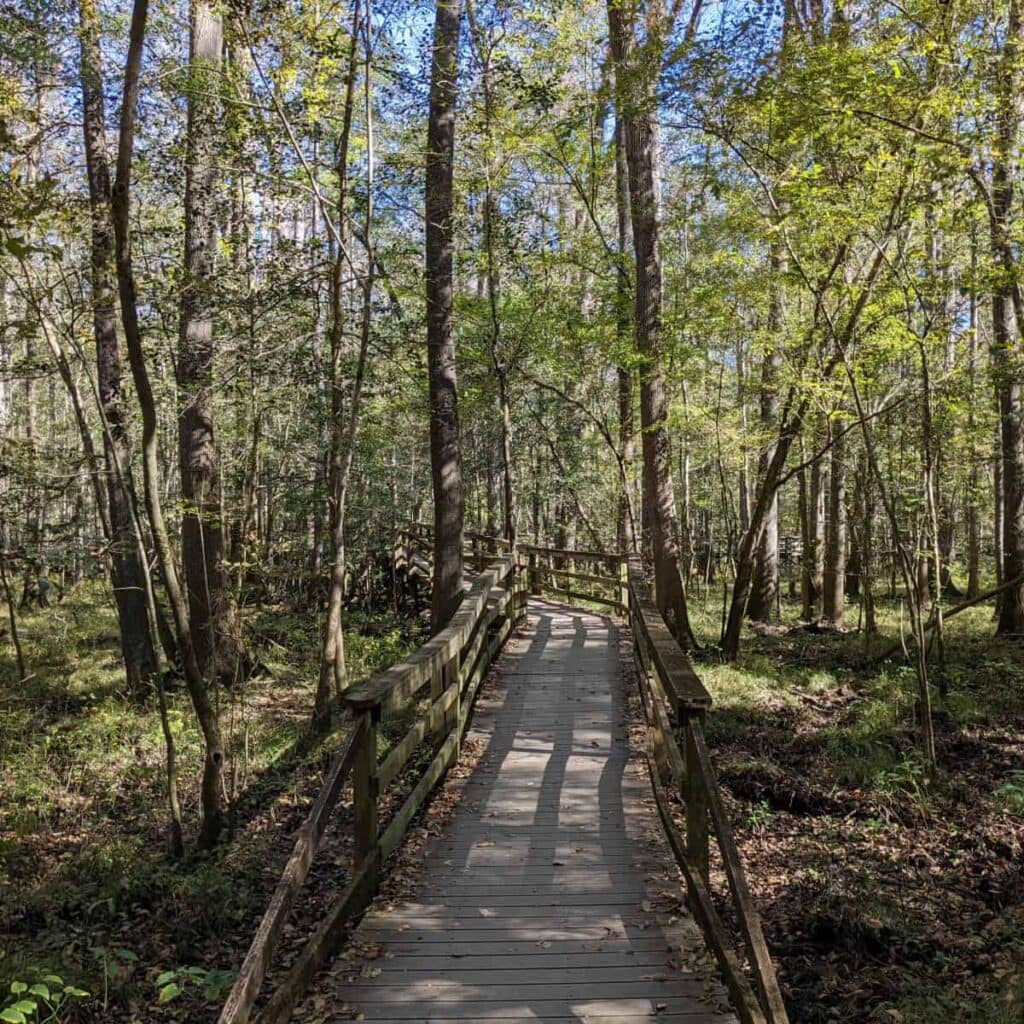 section of boardwalk in a forest in Congaree National Park
