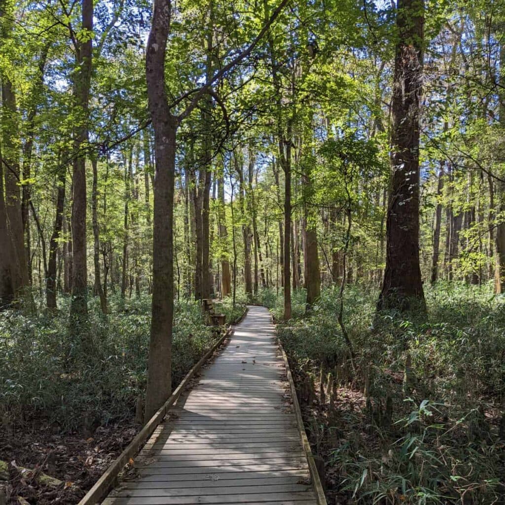 wooden boardwalk path through a forest