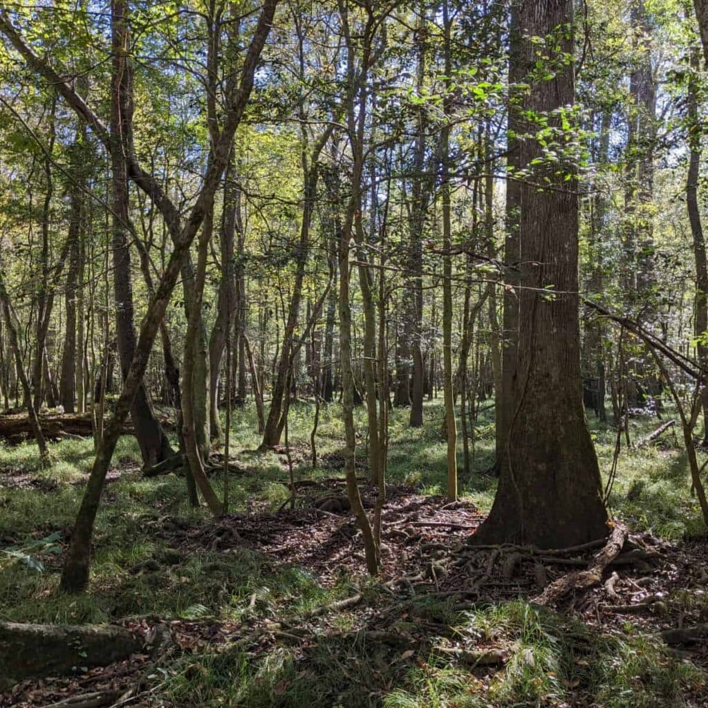 old-growth trees in Congaree National Park