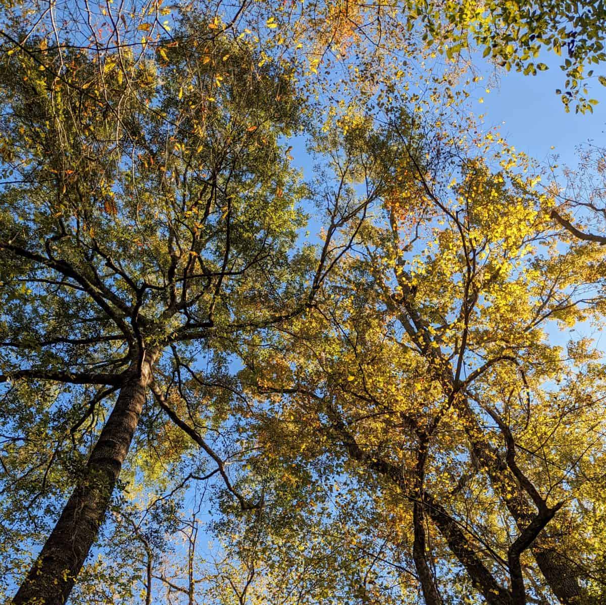 view of leafy tree foliage from the ground