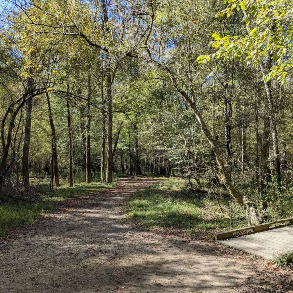 Hiking Congaree National Park Made Easy