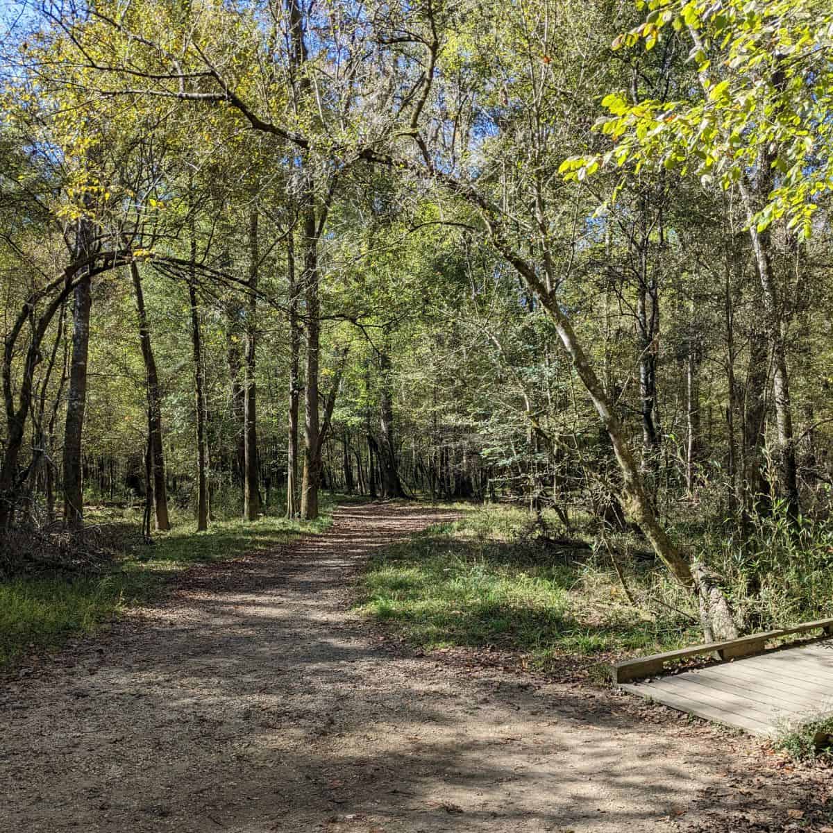 dirt road trail through a forest