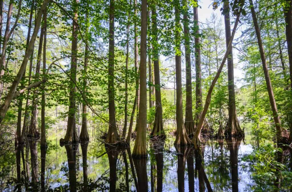 bald cypress in trap pond state park