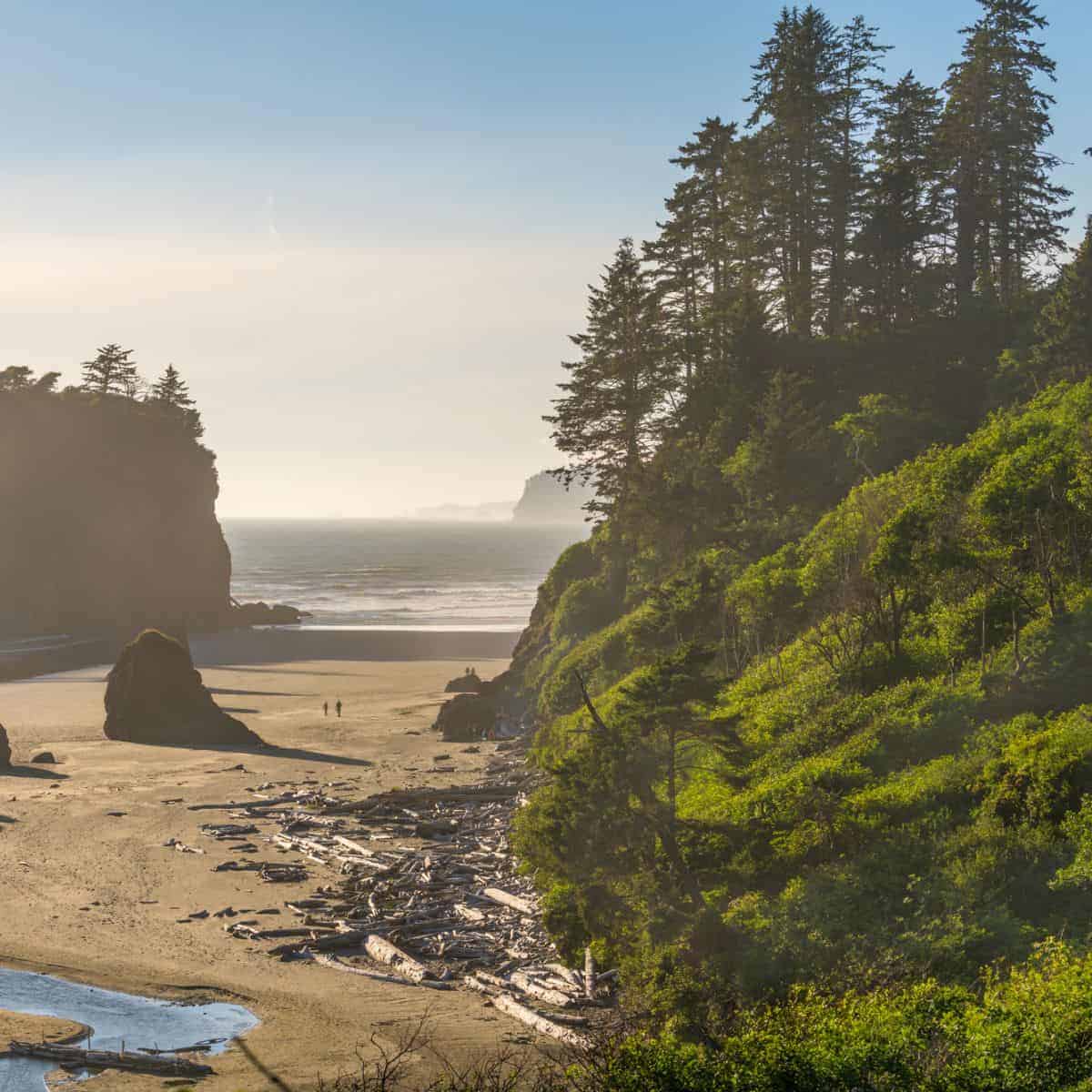 sandy beach with large rocks and large trees