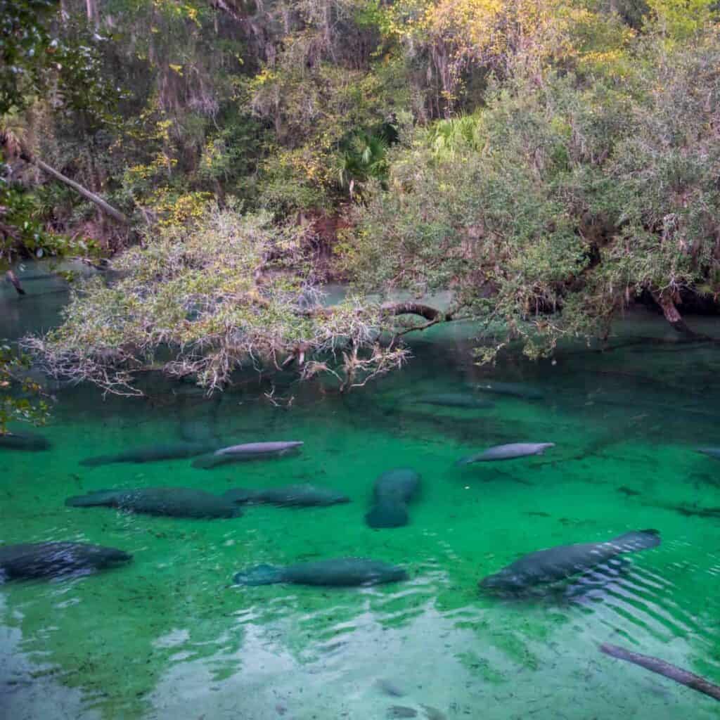 manatees in a clear spring in Blue Springs State Park near Orlando Florida