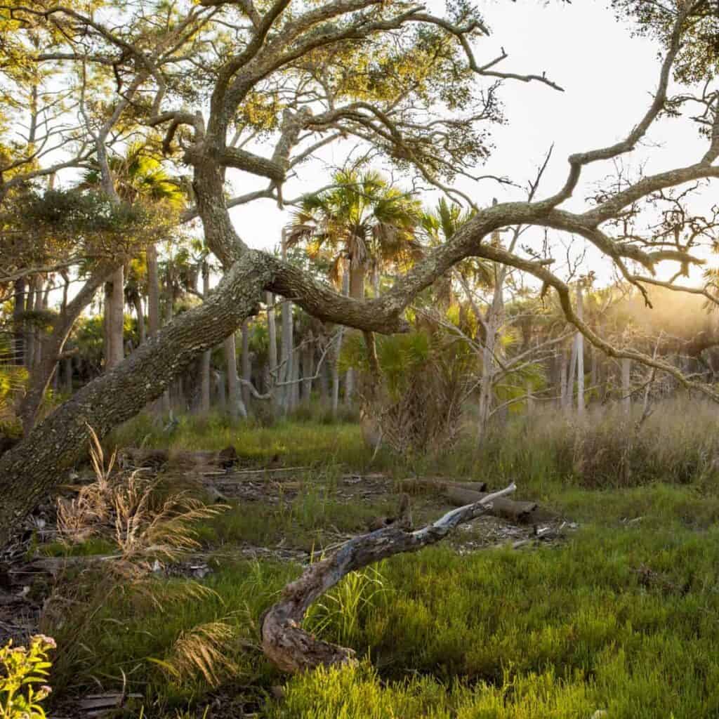 marshland forest at Hunting Island State Park