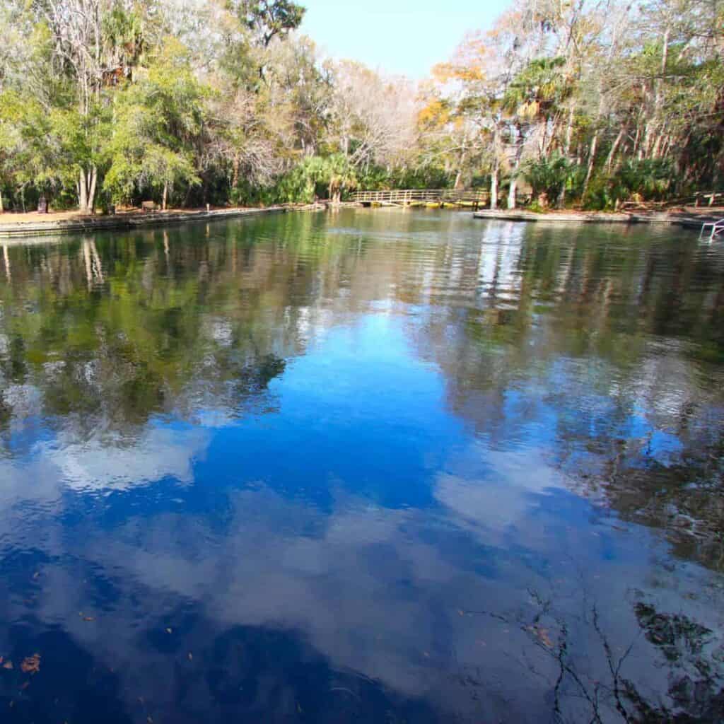 foliage around a blue spring in Florida