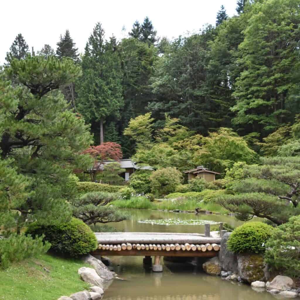 footbridge over a small water feature in a garden that is a mix of Japanese plants and trees with evergreen trees