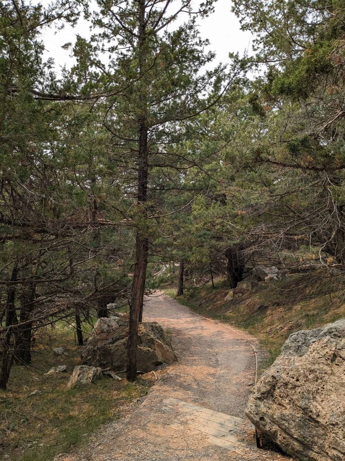 Dirt and gravel hiking trail through a Juniper forest in Badlands National Park