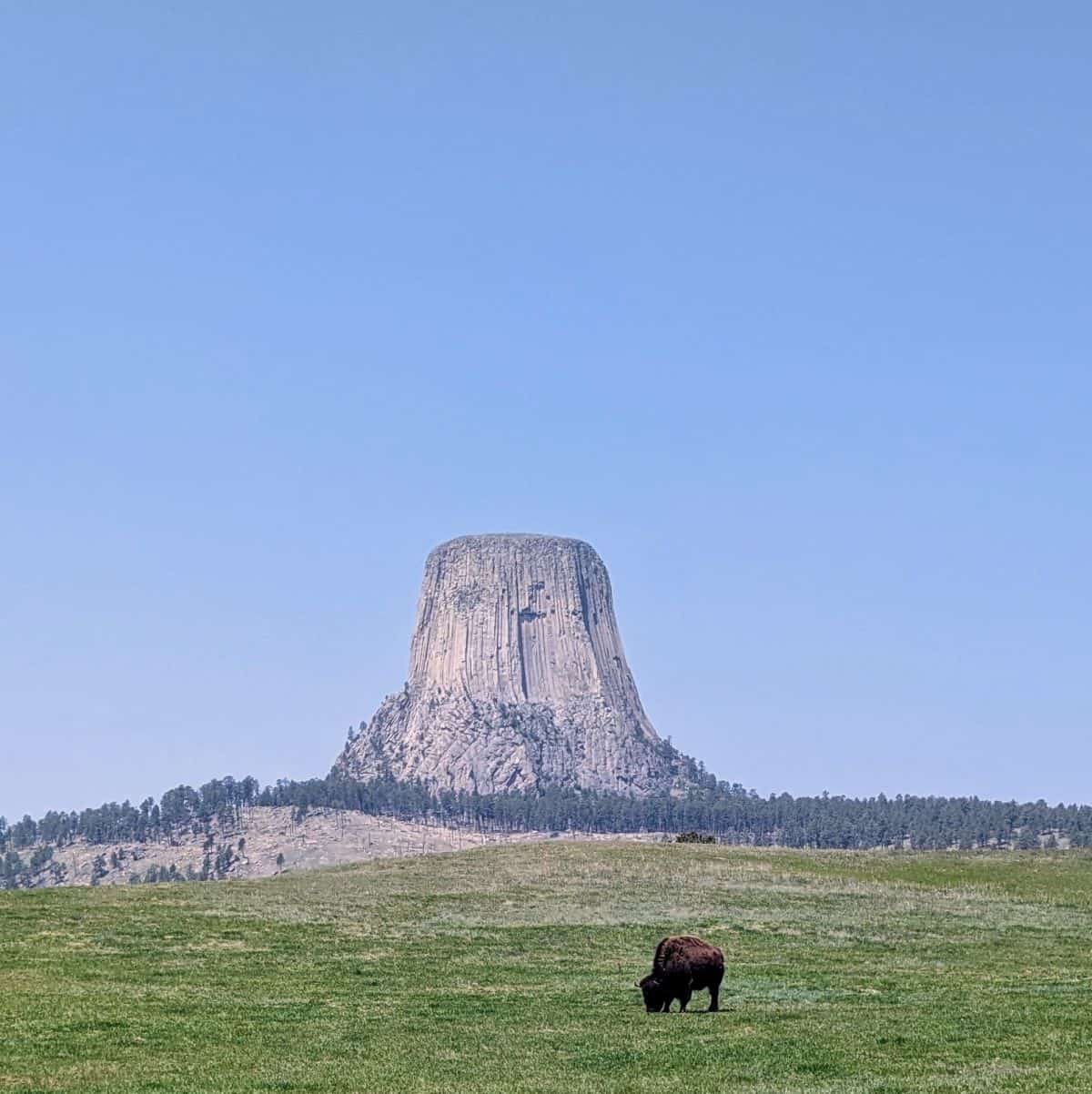 bison grazing with Devils Tower in the distance