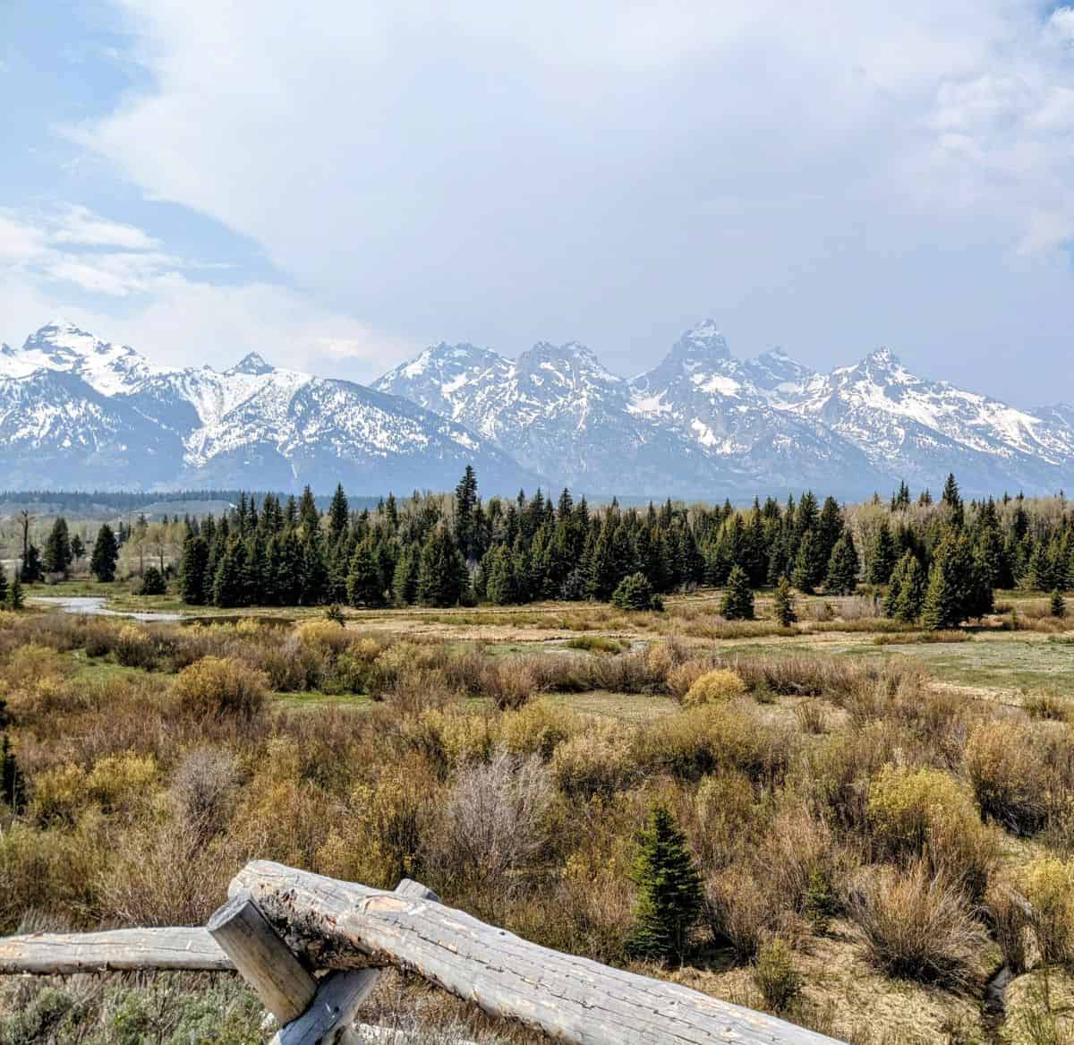 mountains and evergreen trees beyond a river wetlands area