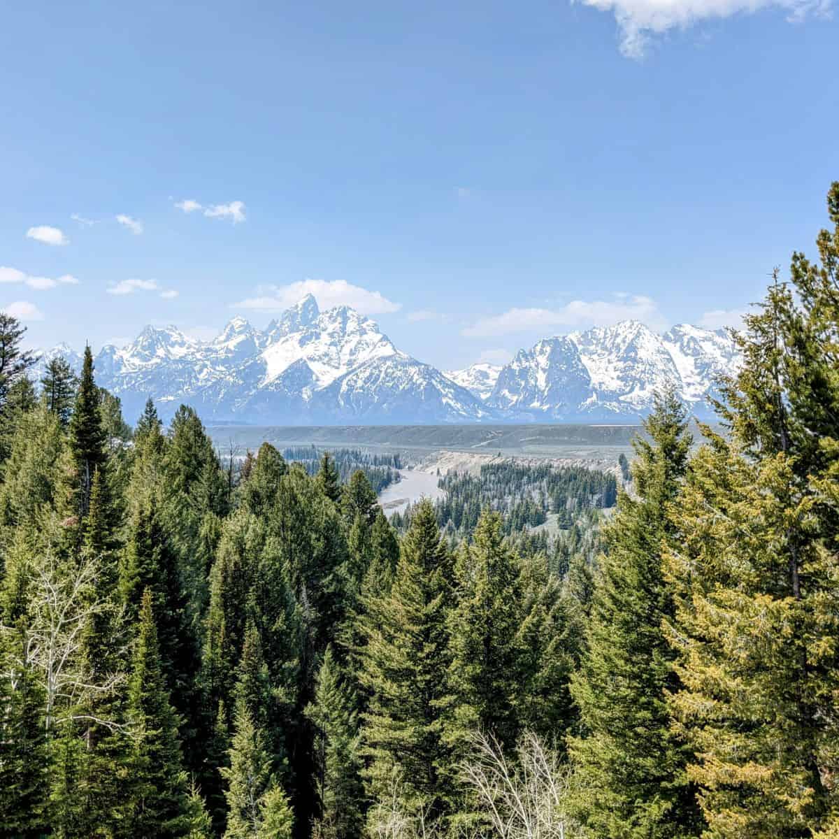 view of the Snake River beyond fir trees and snowy mountains in the distance