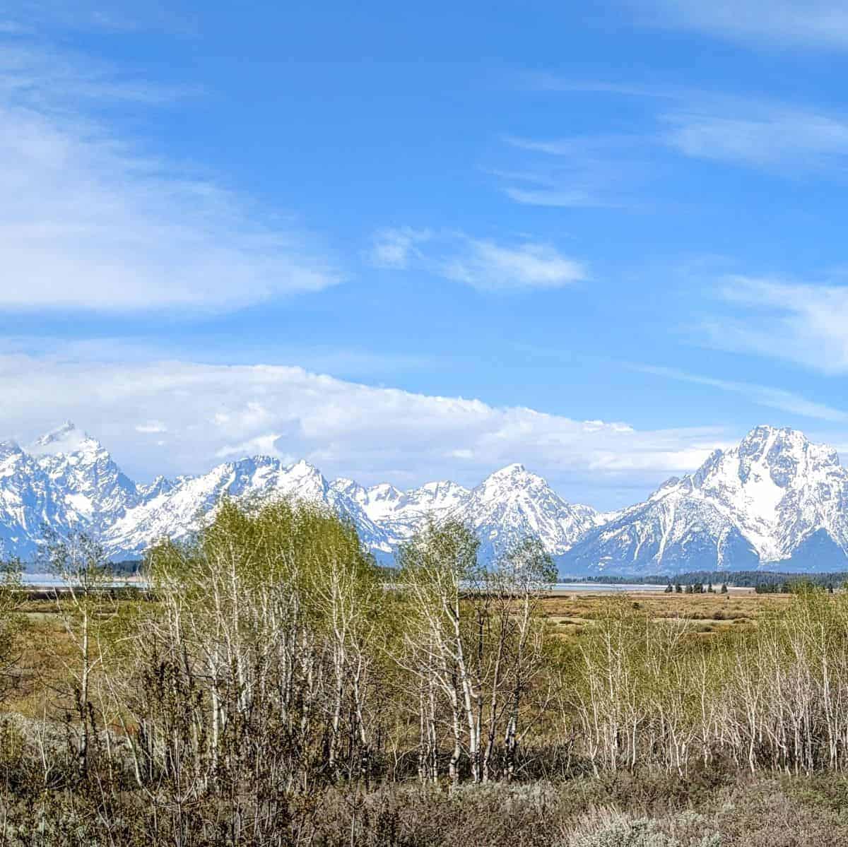 view of the Teton mountains beyond willow trees and a wet meadow with Jackson Lake visible at the horizon