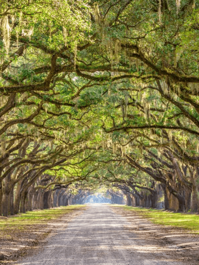 13 Awesome Day Trips from Savannah (2.5-hour Drive or Less) Story