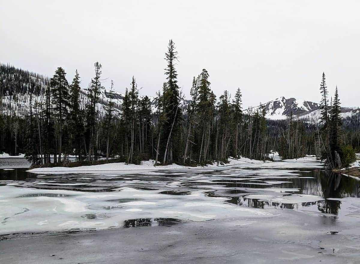 icy lake with pine trees on the shore