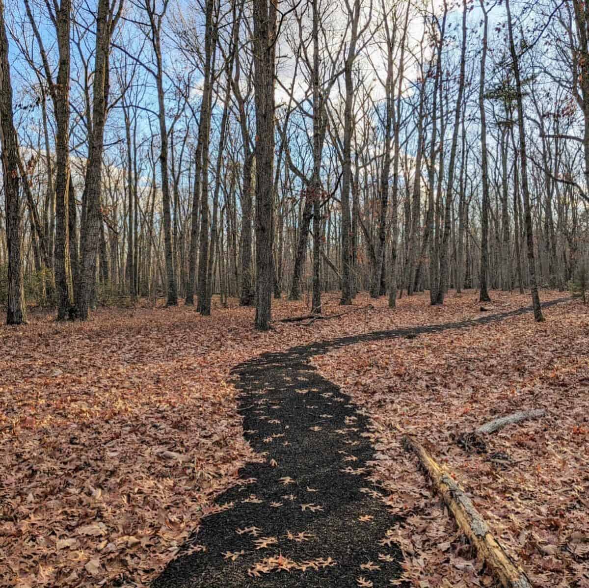 A black walkway through a forest. The path looks as though it has been made of recycled car tires. There are fallen leaves all over the forest floor.